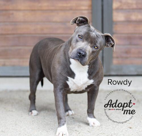 Rowdy, a Adoptable American Staffordshire Terrier in Bakersfield, CA image 2/4