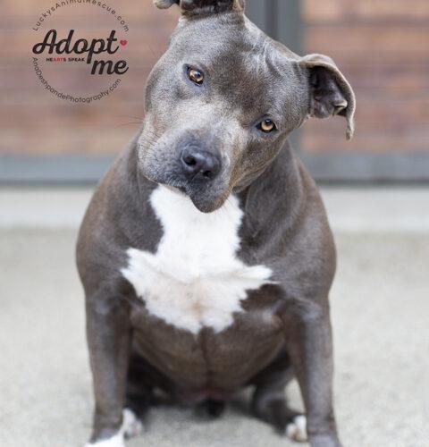 Rowdy, a Adoptable American Staffordshire Terrier in Bakersfield, CA image 3/4