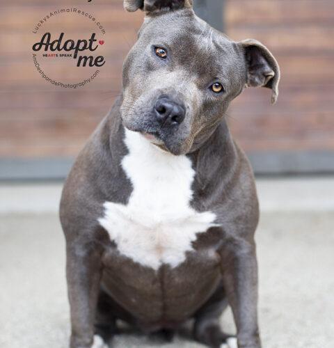 Rowdy, a Adoptable American Staffordshire Terrier in Bakersfield, CA image 4/4