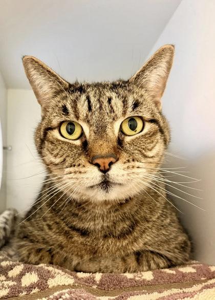 Ty-Ty (& Sweets), Adoptable, Adult Male Domestic Short Hair & Domestic Short Hair.