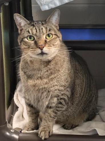 Enlarge Ty-Ty (& Sweets), a Adoptable mixed breed in Fairfax, VA image 1/3