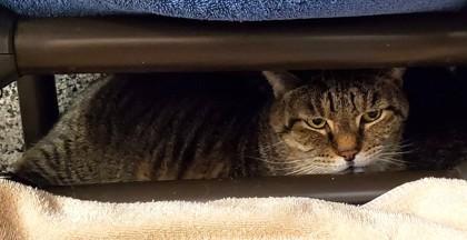 Enlarge Ty-Ty (& Sweets), a Adoptable mixed breed in Fairfax, VA image 3/3