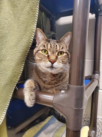 Enlarge Ty-Ty (& Sweets), a Adoptable mixed breed in Fairfax, VA image 2/3