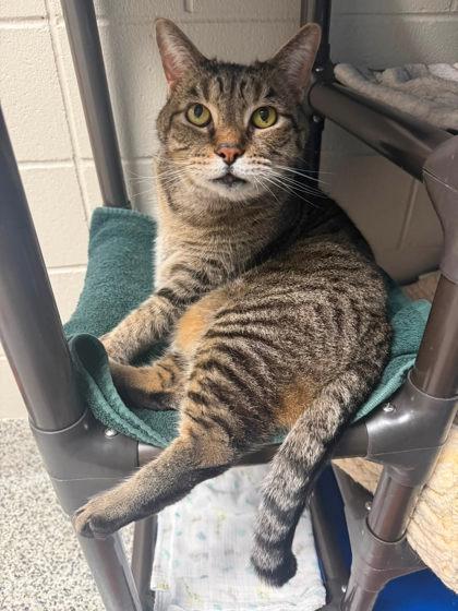 Ty-Ty (& Sweets), a Adoptable mixed breed in Fairfax, VA image 3/3