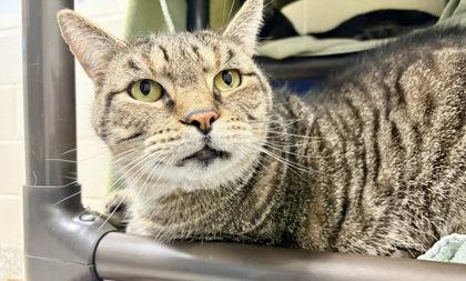 Enlarge Ty-Ty (& Sweets), a Adoptable mixed breed in Fairfax, VA image 3/3