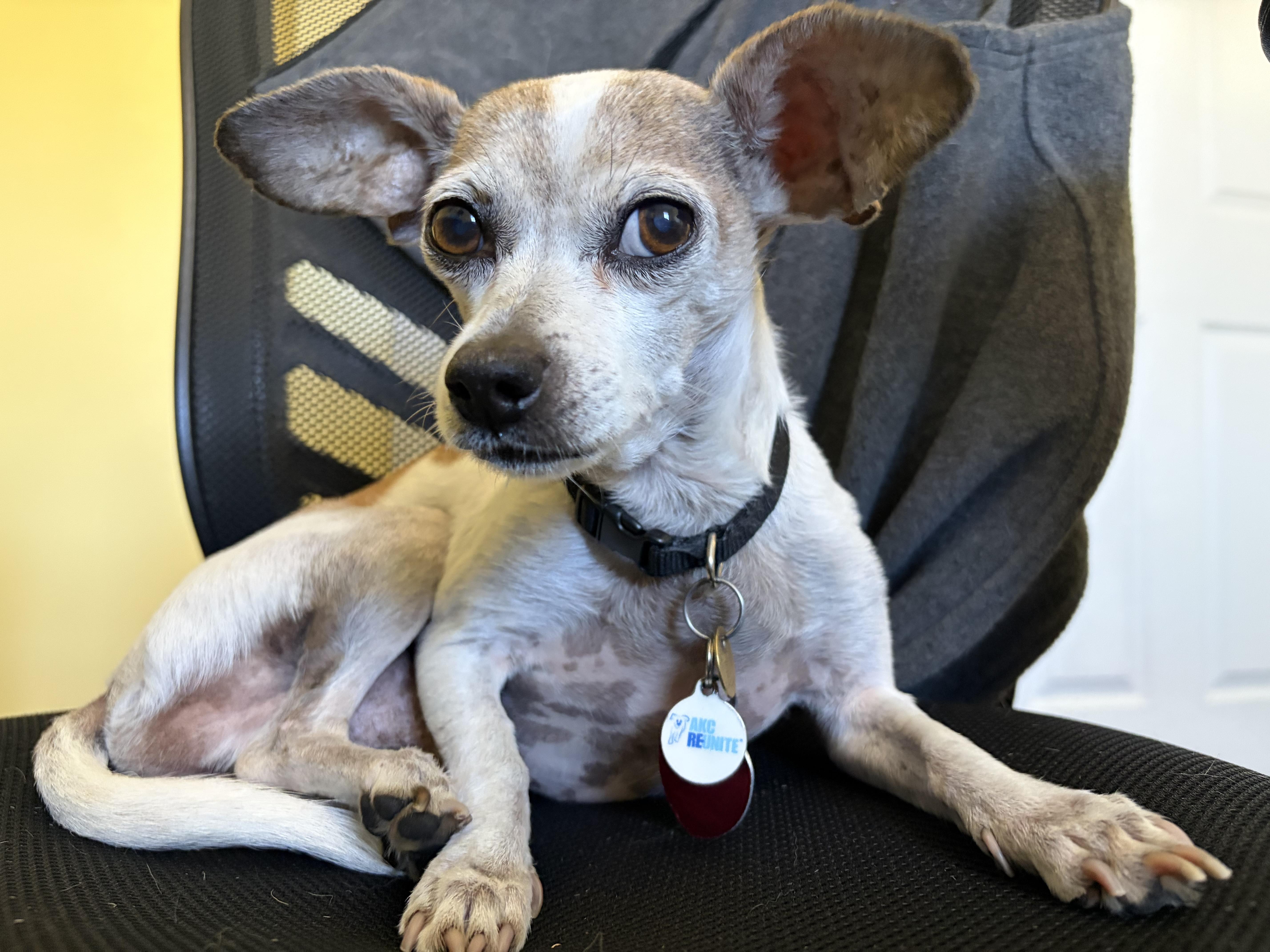 Enlarge Armando, a Adoptable Chihuahua in Jersey City, NJ image 3/6