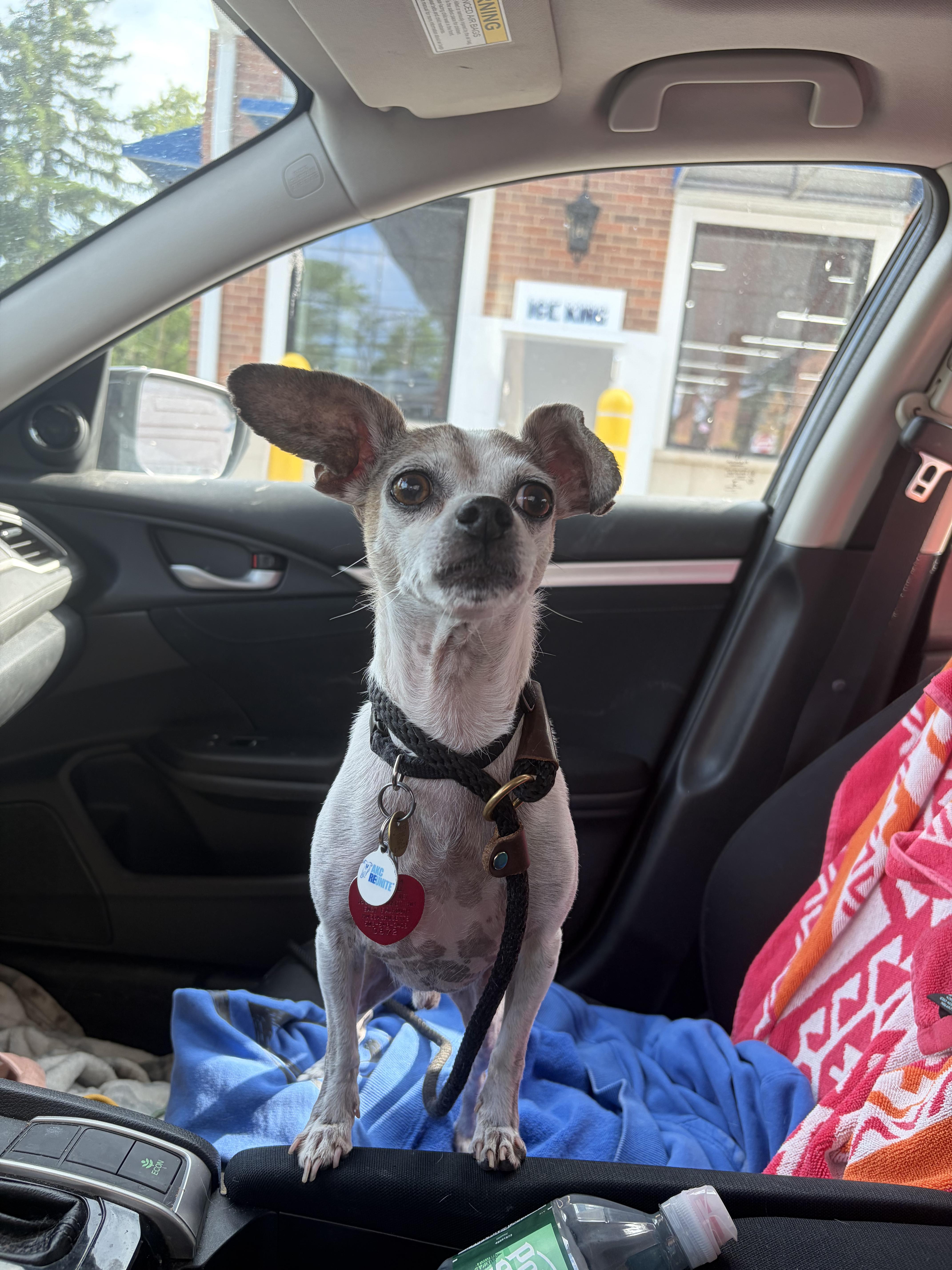 Enlarge Armando, a Adoptable Chihuahua in Jersey City, NJ image 5/6