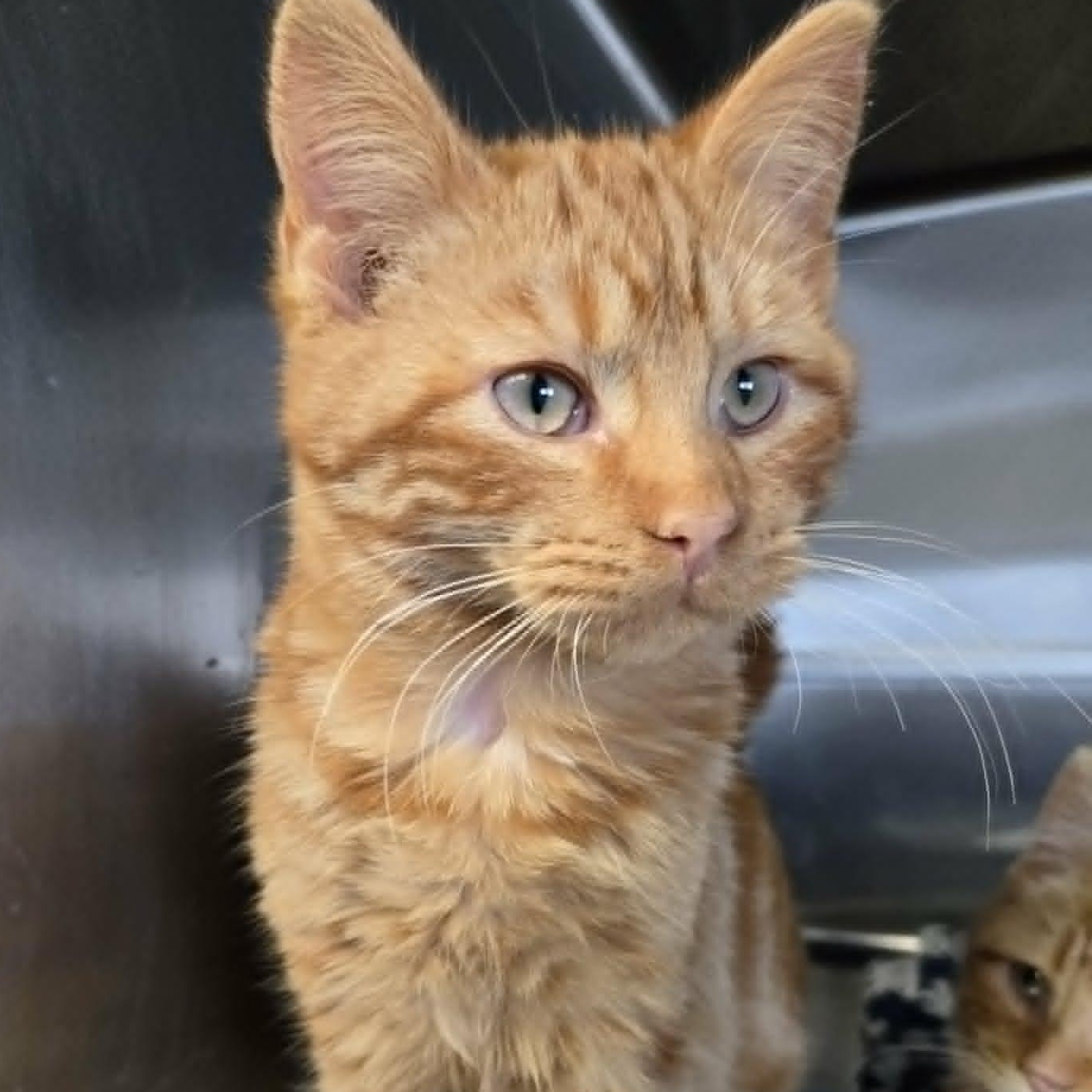 Billiam, a ADOPTABLE Domestic Short Hair in Watertown, WI image 2/3