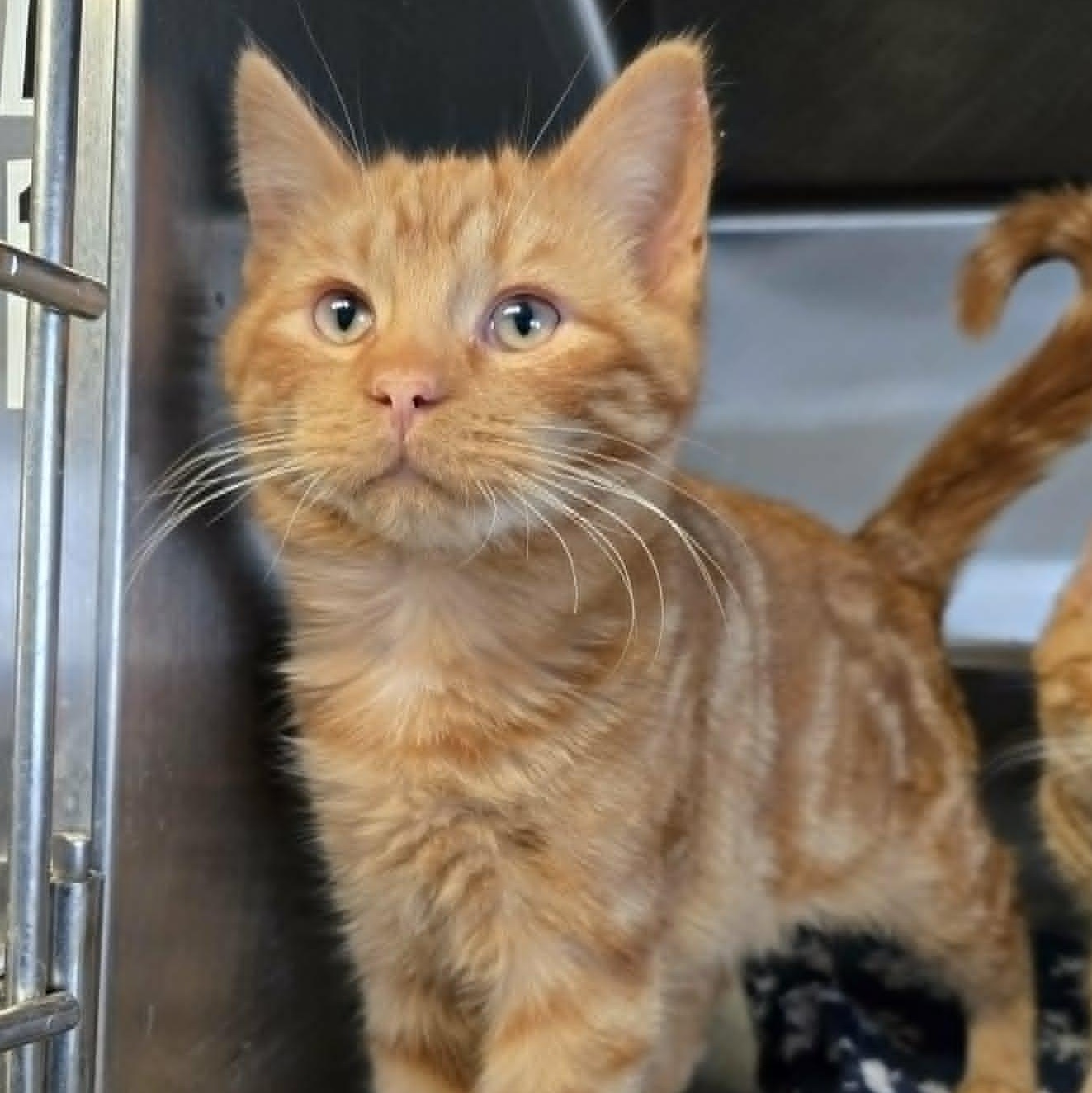 Billiam, a ADOPTABLE Domestic Short Hair in Watertown, WI image 1/3