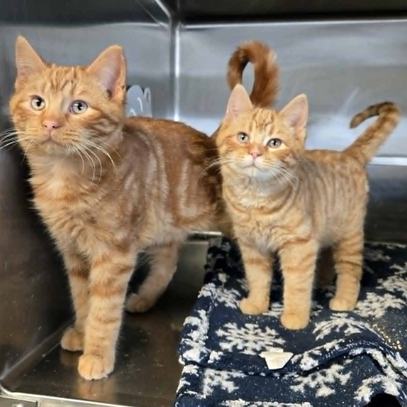 Billiam, a ADOPTABLE Domestic Short Hair in Watertown, WI image 3/3