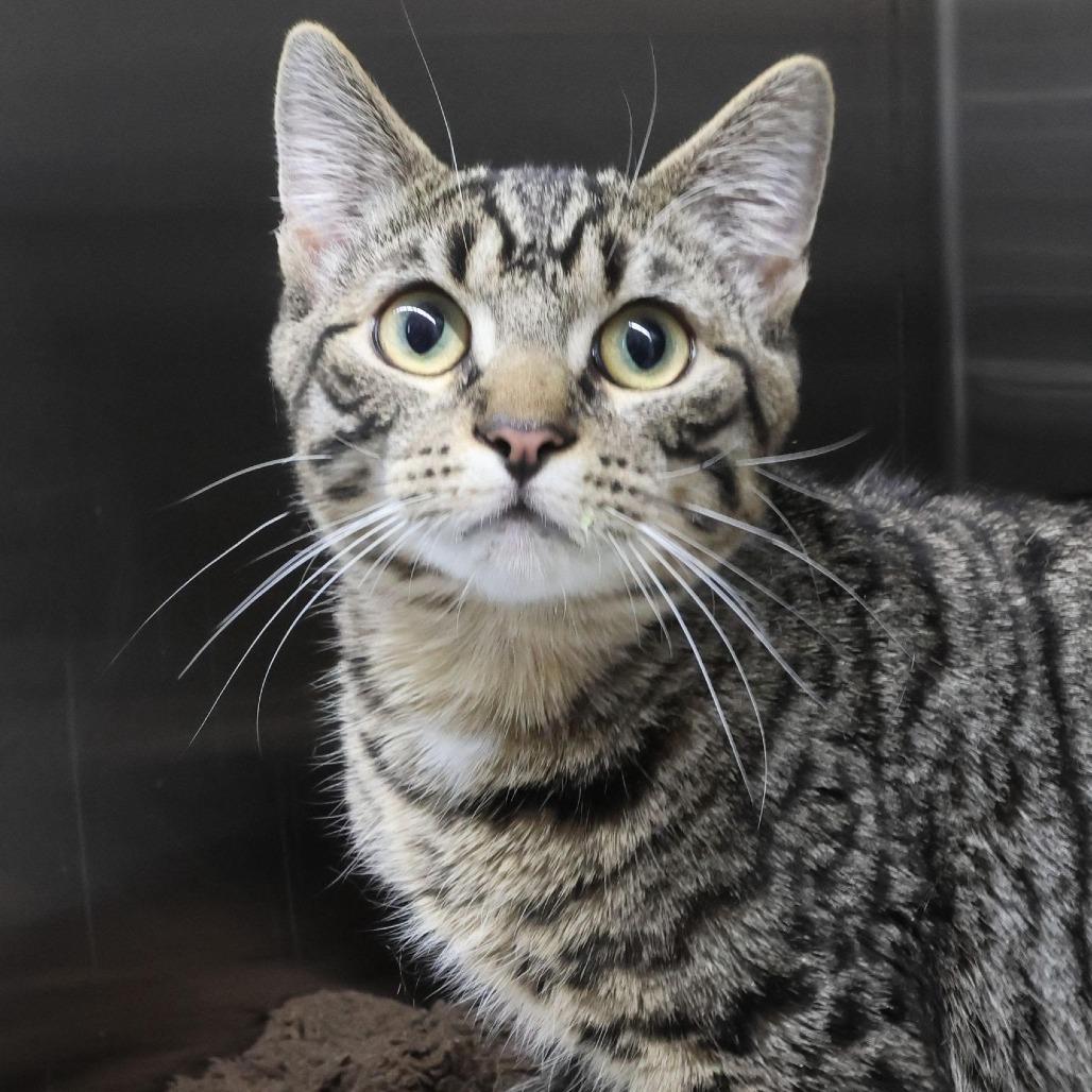 Enlarge Chaos, a Adoptable Domestic Short Hair in Chaska, MN image 1/1