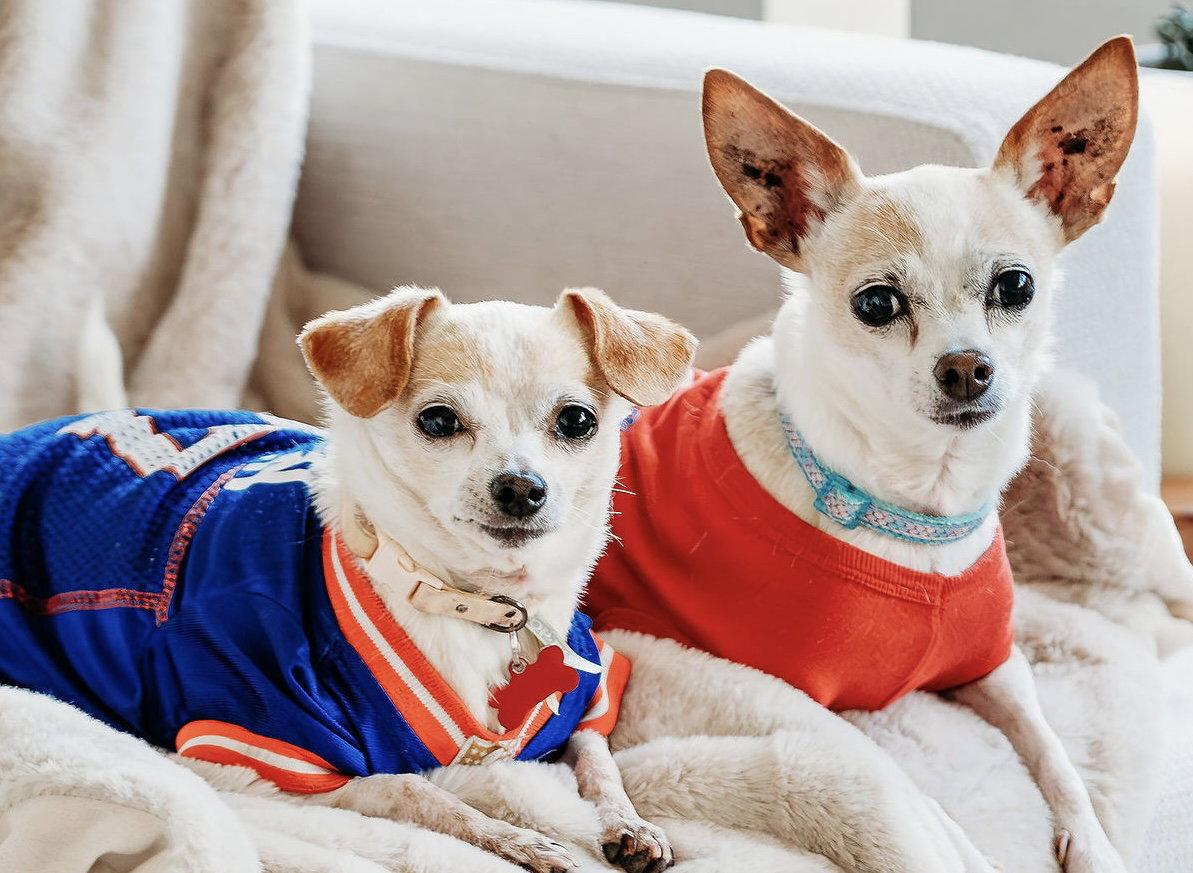 Shirley, Adopted, Adult Female Chihuahua.