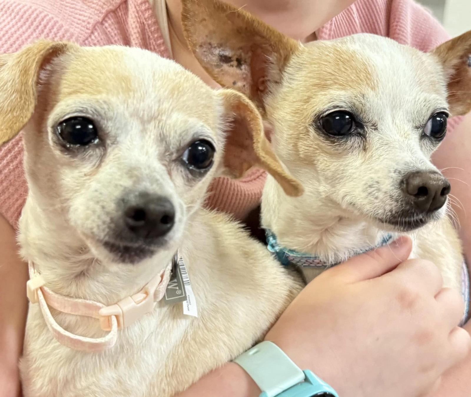 Enlarge Shirley, a Adopted Chihuahua in Springville, NY image 3/3