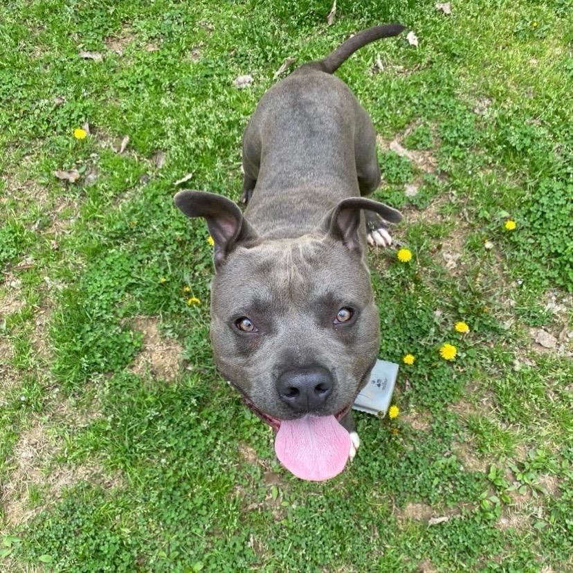 Hutto — thumbnail 2