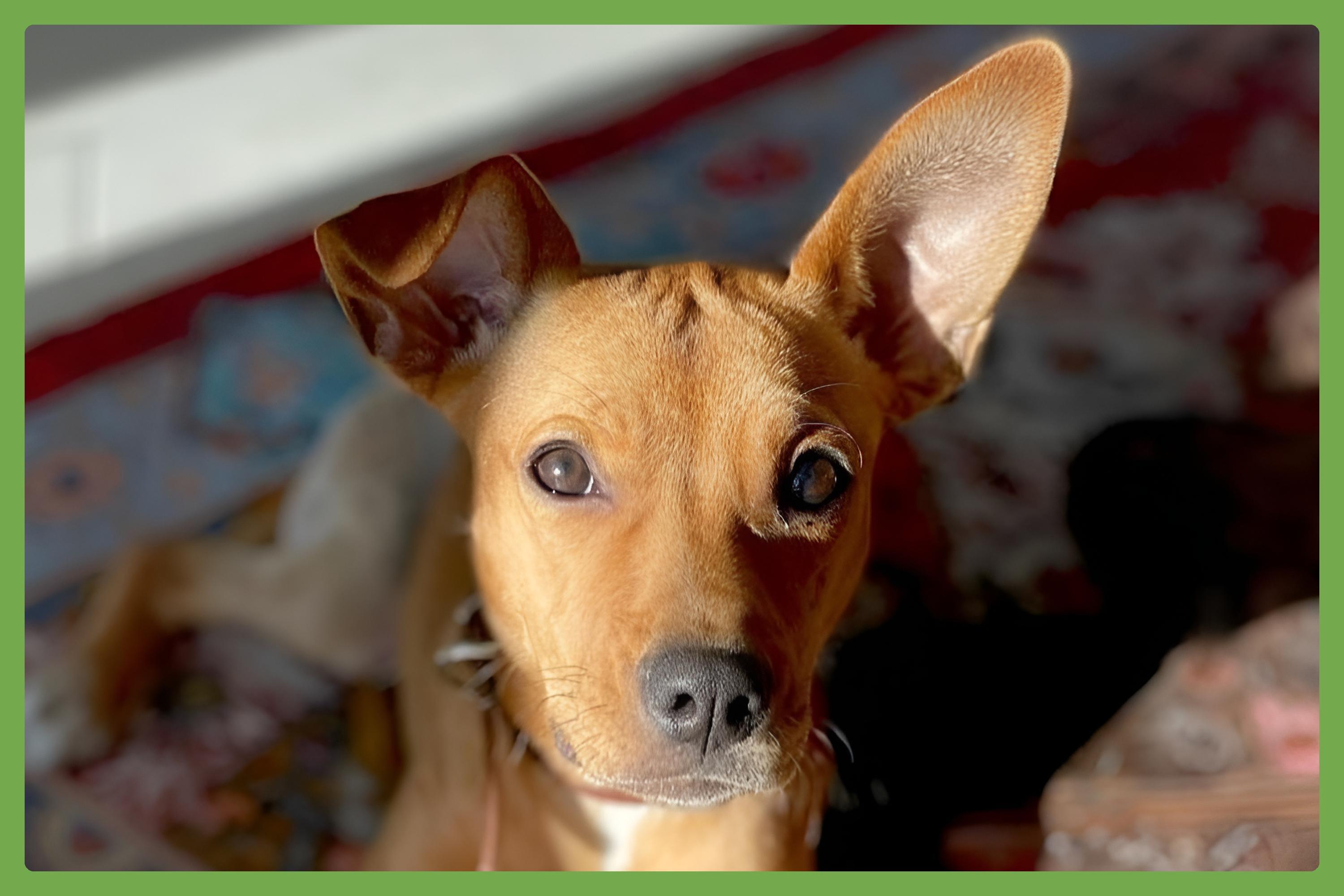 Daphne — thumbnail 4