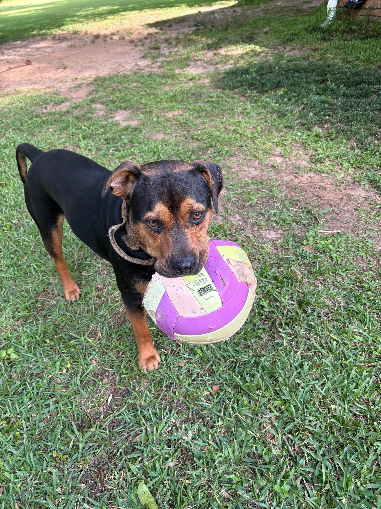 Maximus, a Adoptable mixed breed in Mobile, AL image 5/6