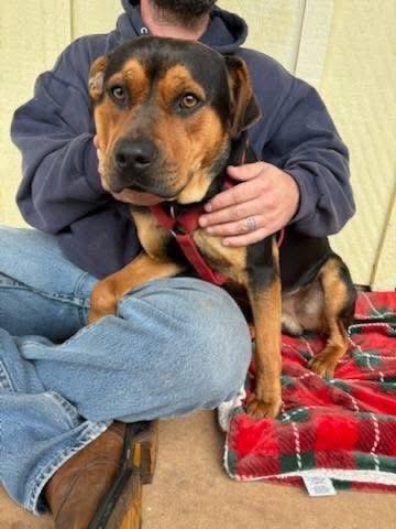 Maximus, a Adoptable mixed breed in Mobile, AL image 2/6