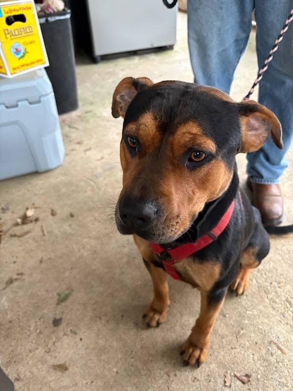 Maximus, a Adoptable mixed breed in Mobile, AL image 3/6