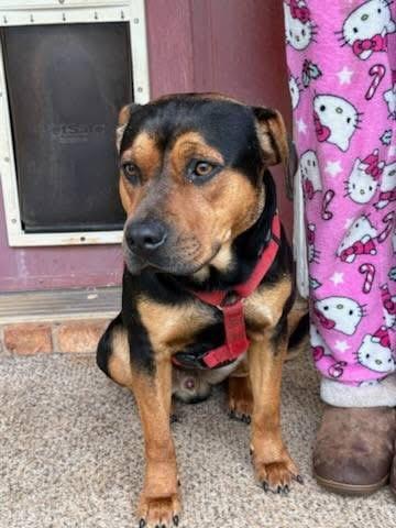 Maximus, a Adoptable mixed breed in Mobile, AL image 4/6