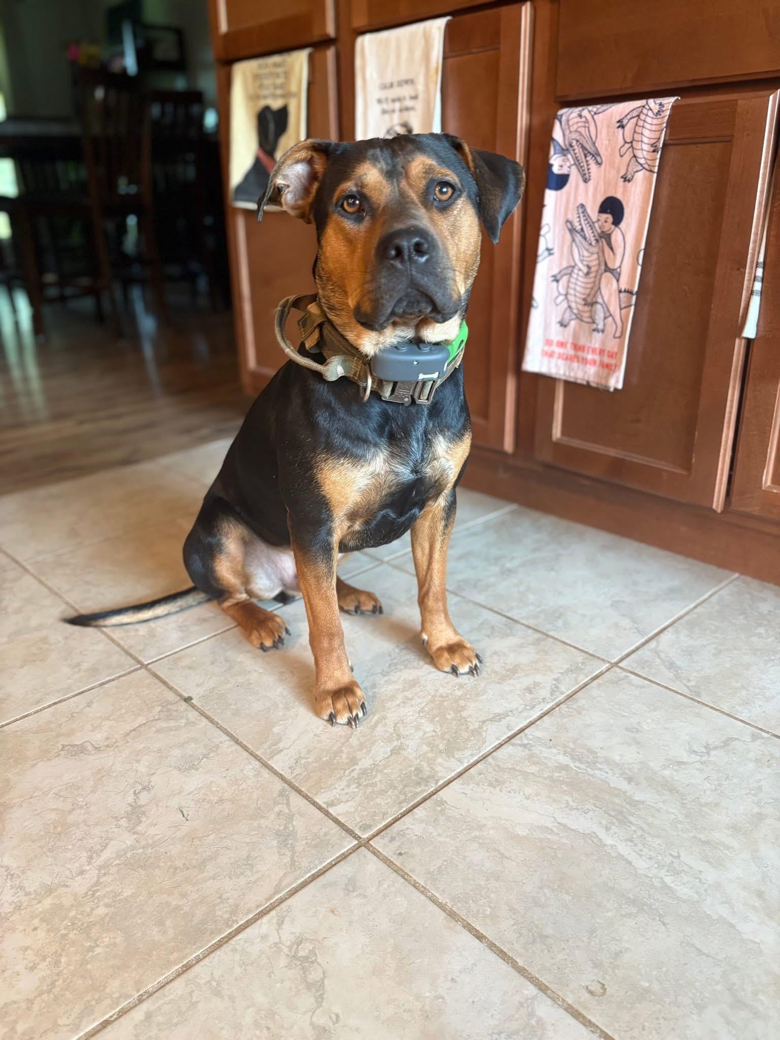 Maximus, a Adoptable mixed breed in Mobile, AL image 1/6