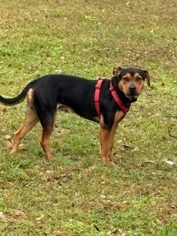 Maximus, a Adoptable mixed breed in Mobile, AL image 6/6