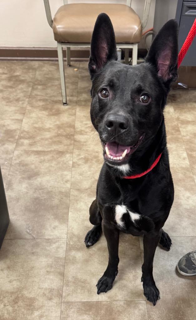 Squeakers, Adoptable, Young Male Shepherd & Labrador Retriever.