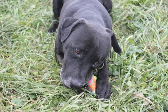 Lupo photo 2