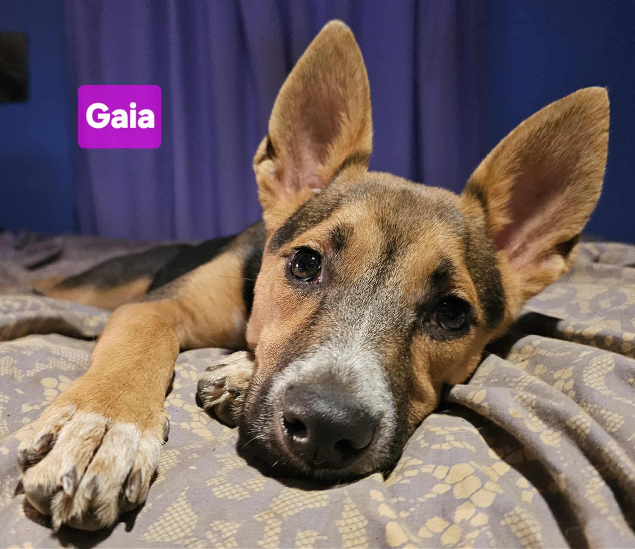 Gaia (4mo PUPPY)