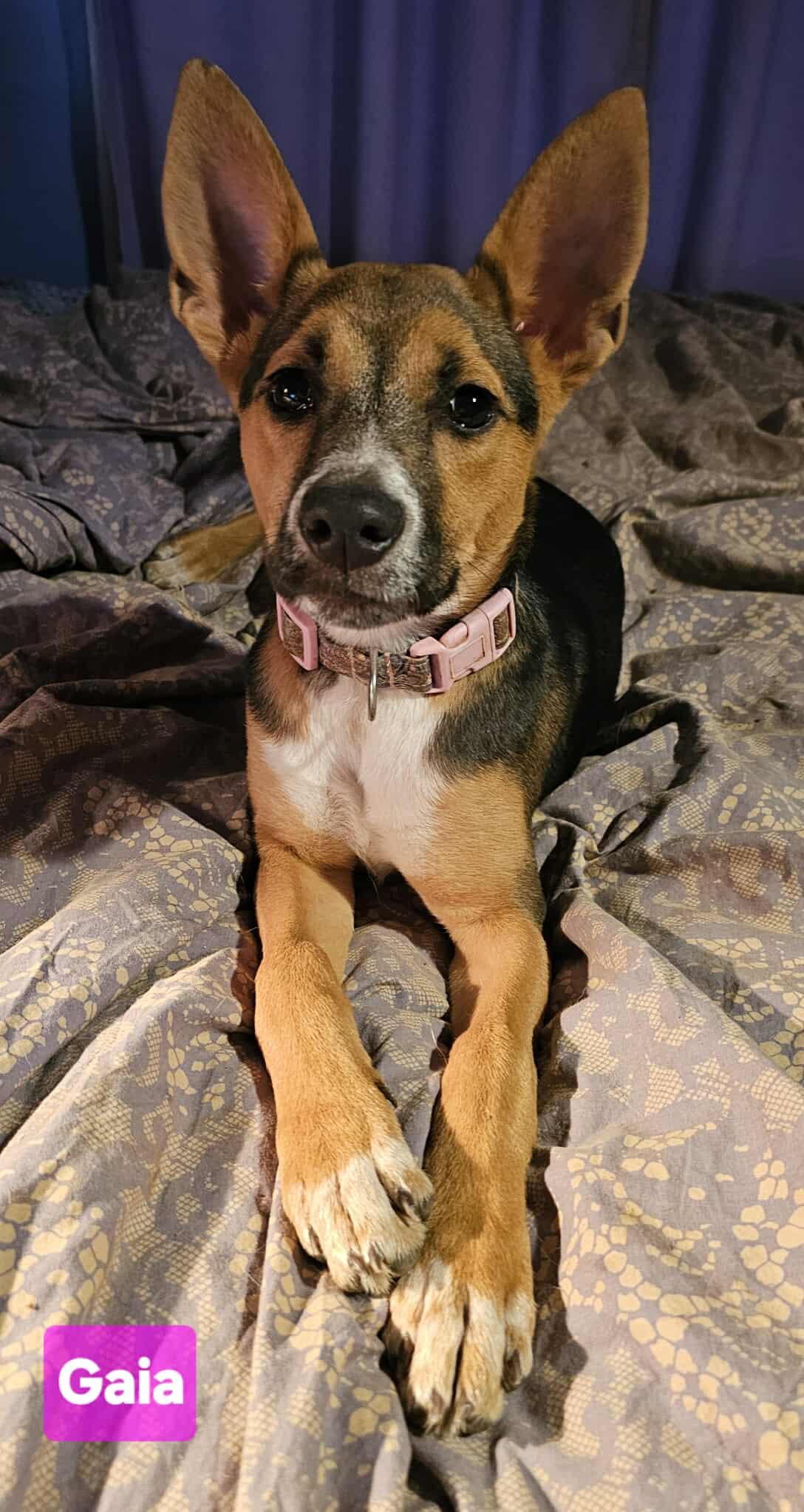 Gaia (4mo PUPPY)