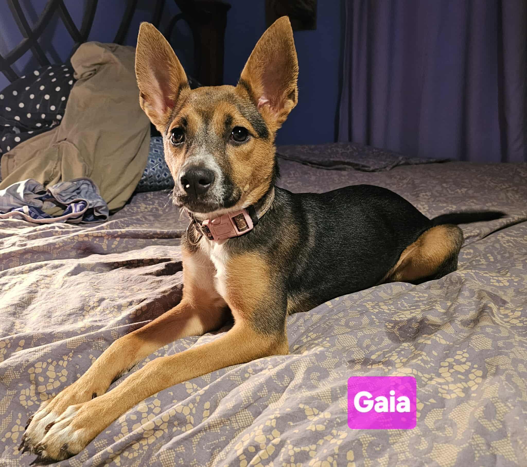 Gaia (4mo PUPPY)