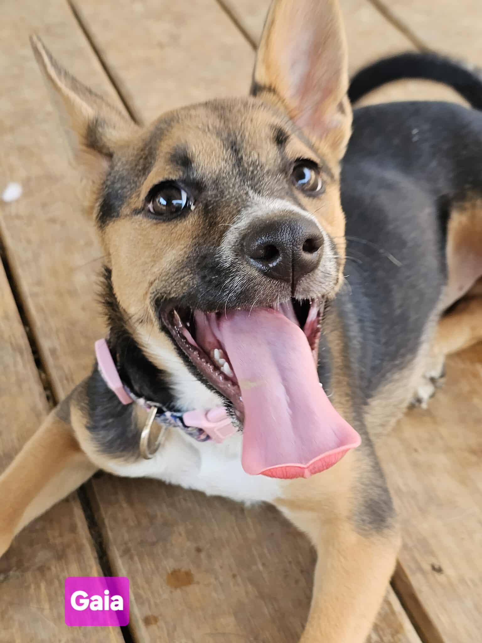 Gaia (4mo PUPPY)