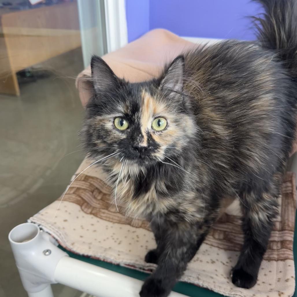 Milkweed — thumbnail 2