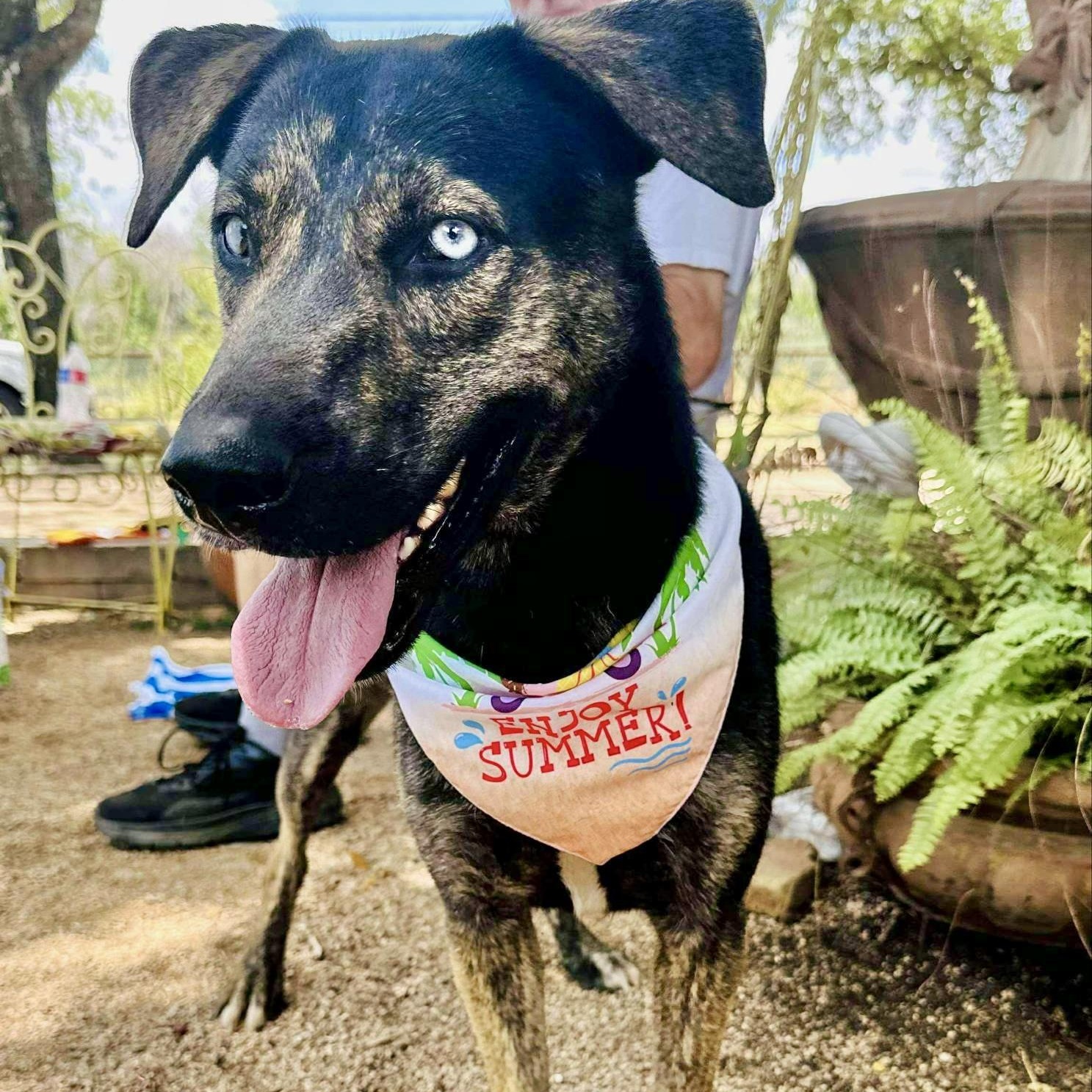 Enlarge Chucky, a Adoptable mixed breed in Bradford, ON image 1/6