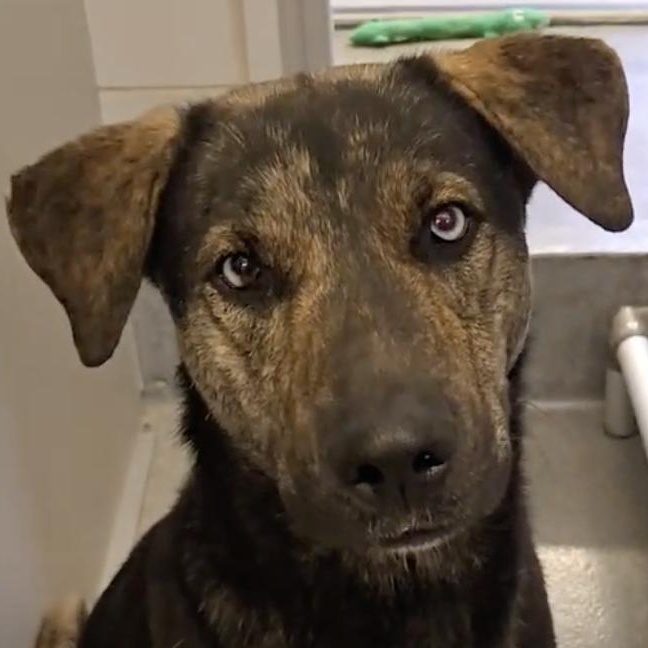 Enlarge Chucky, a Adoptable mixed breed in Bradford, ON image 4/6