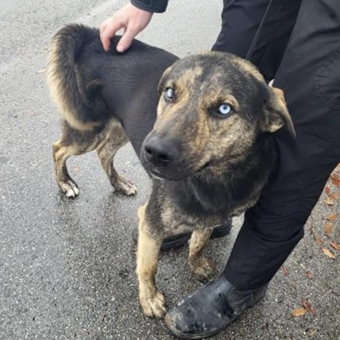 Enlarge Chucky, a Adoptable mixed breed in Bradford, ON image 2/6