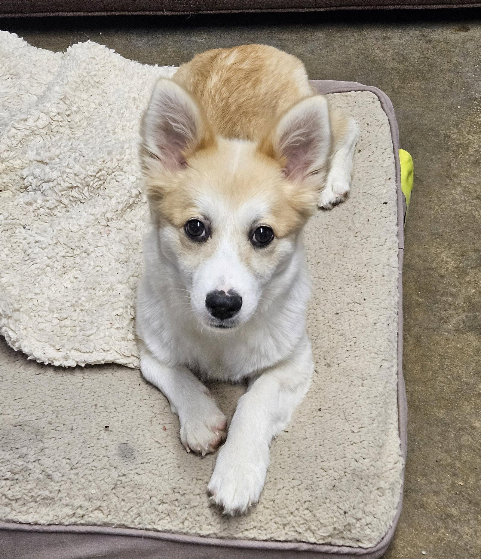 HARRY, Adoptable, Puppy Male Corgi & Shiba Inu.
