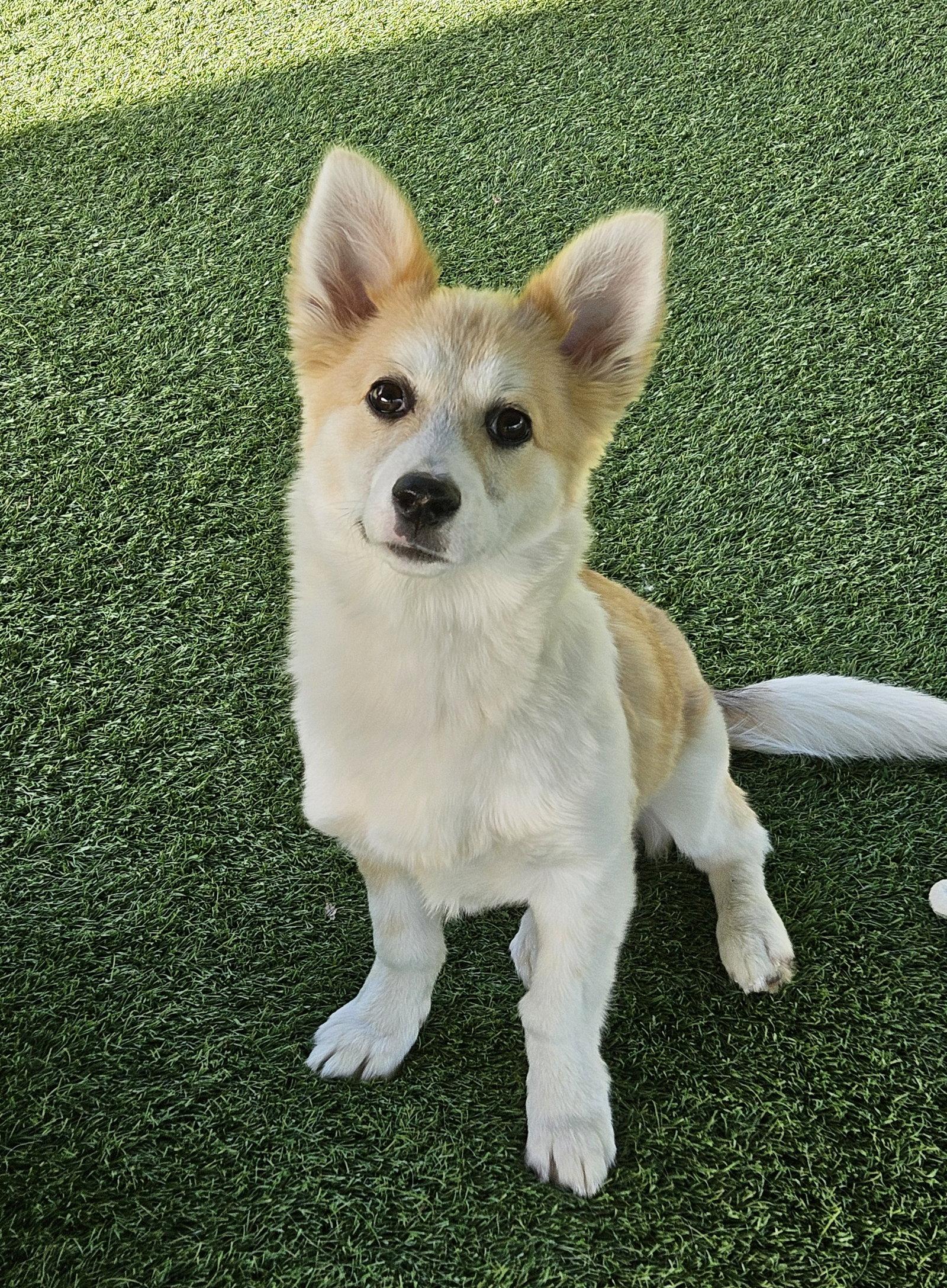 Enlarge HARRY, a Adoptable mixed breed in Agoura Hills, CA image 2/3