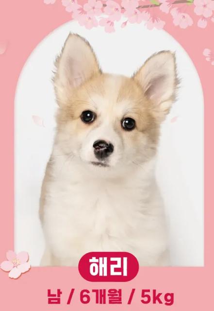 Enlarge HARRY, a Adoptable mixed breed in Agoura Hills, CA image 1/1