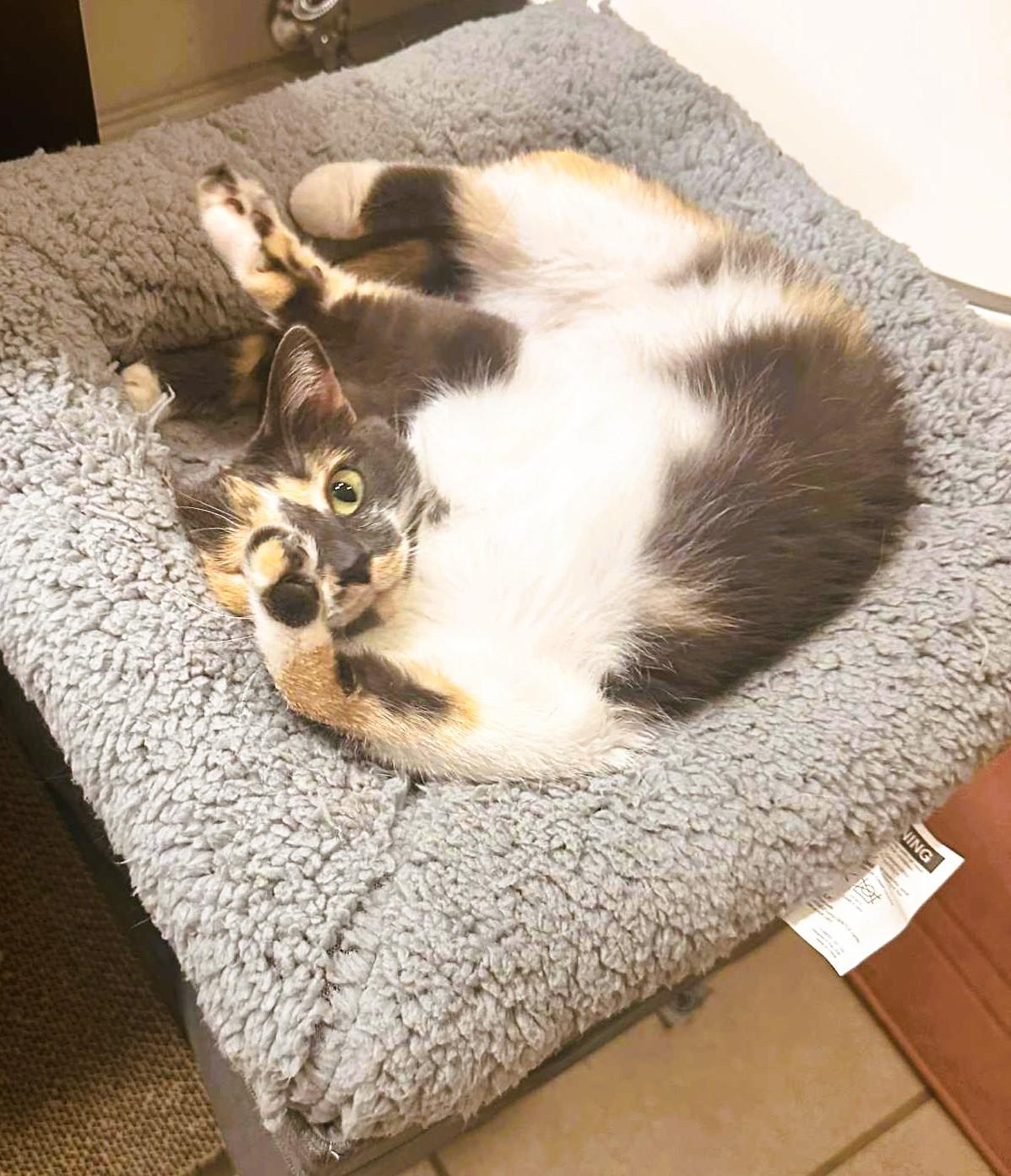 Enlarge Colleen, a Adopted Domestic Short Hair in Nolensville, TN image 1/6