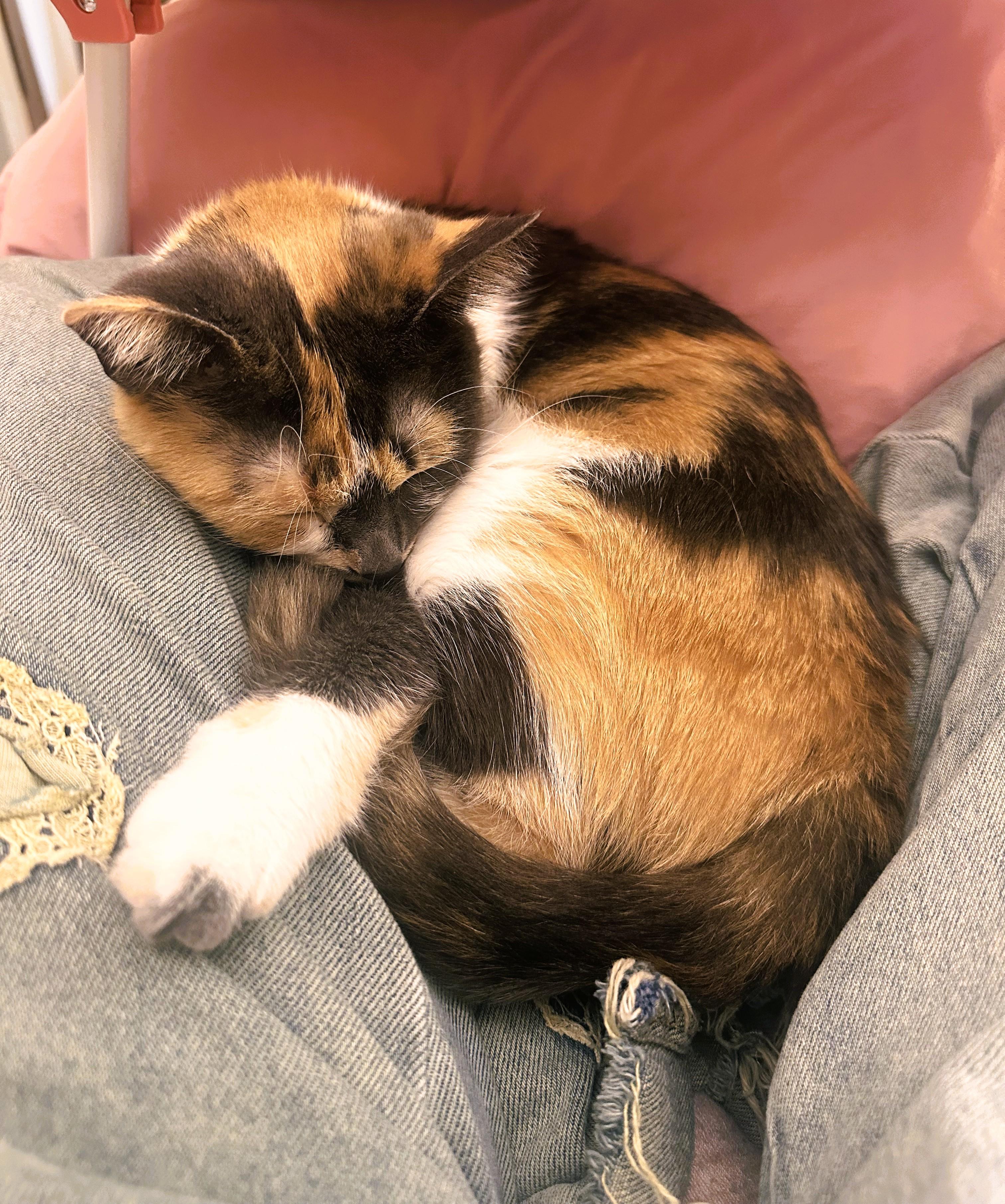 Enlarge Colleen, a Adopted Domestic Short Hair in Nolensville, TN image 2/6