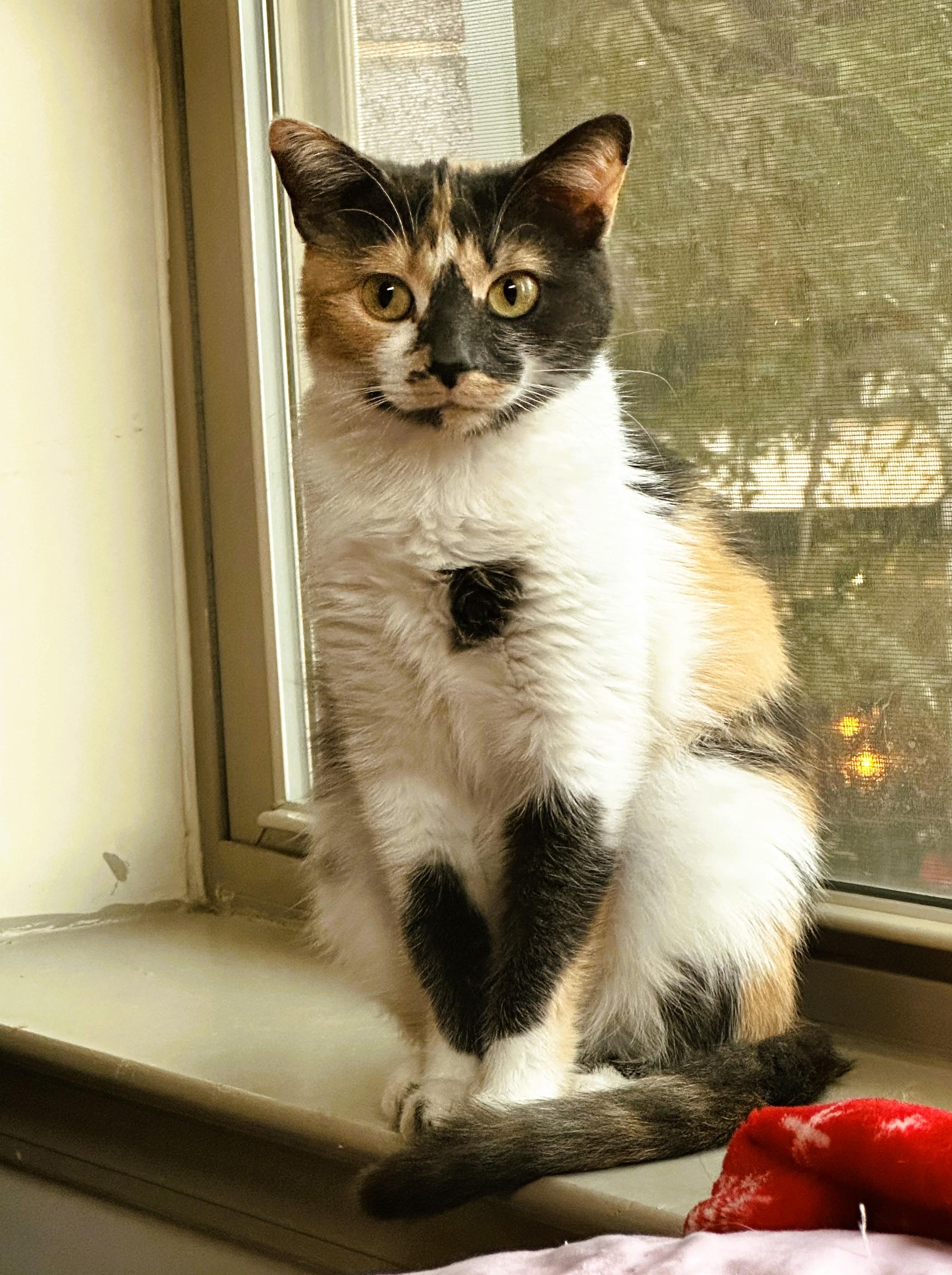 Enlarge Colleen, a Adopted Domestic Short Hair in Nolensville, TN image 3/6