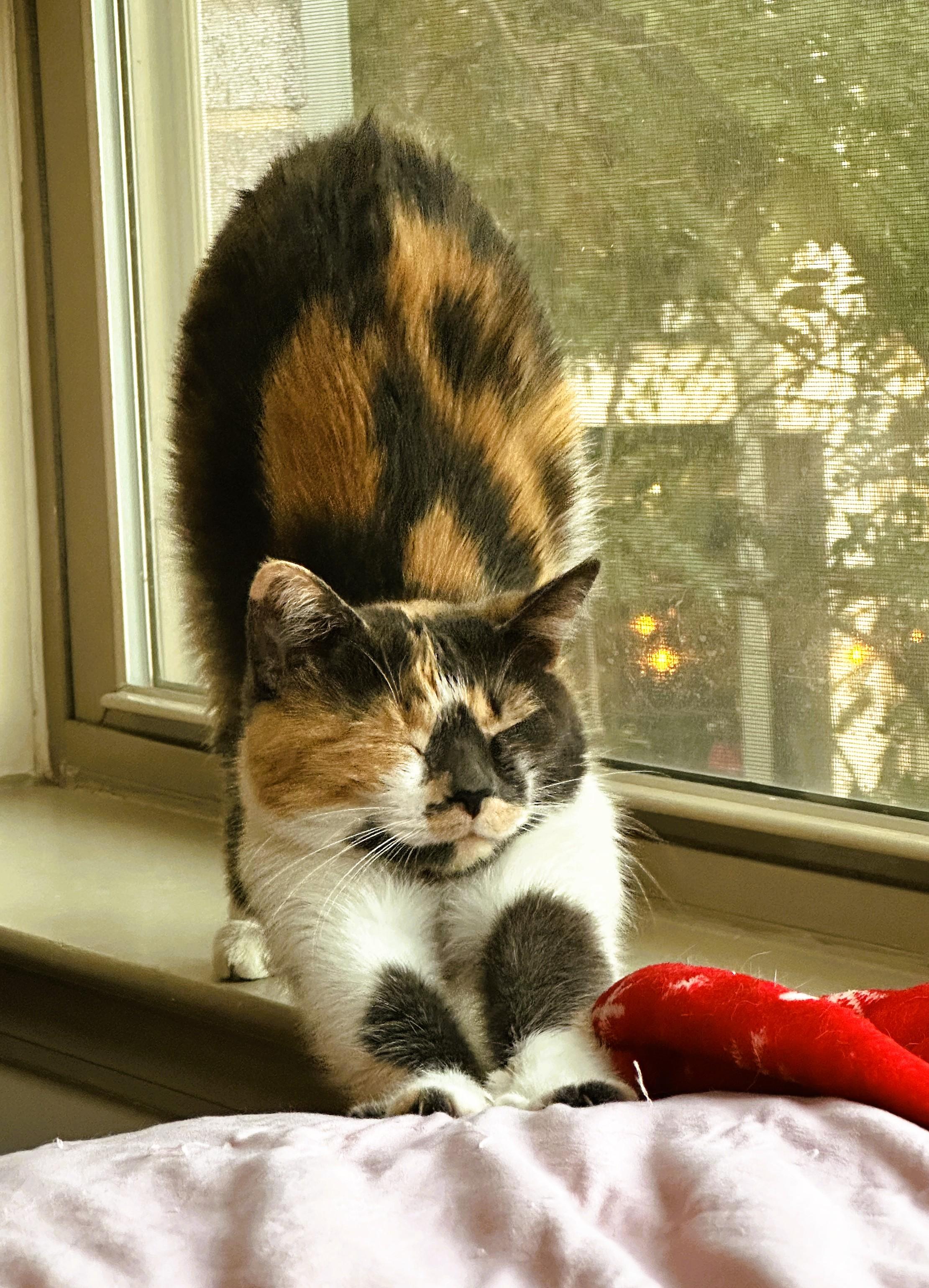 Enlarge Colleen, a Adopted Domestic Short Hair in Nolensville, TN image 4/6