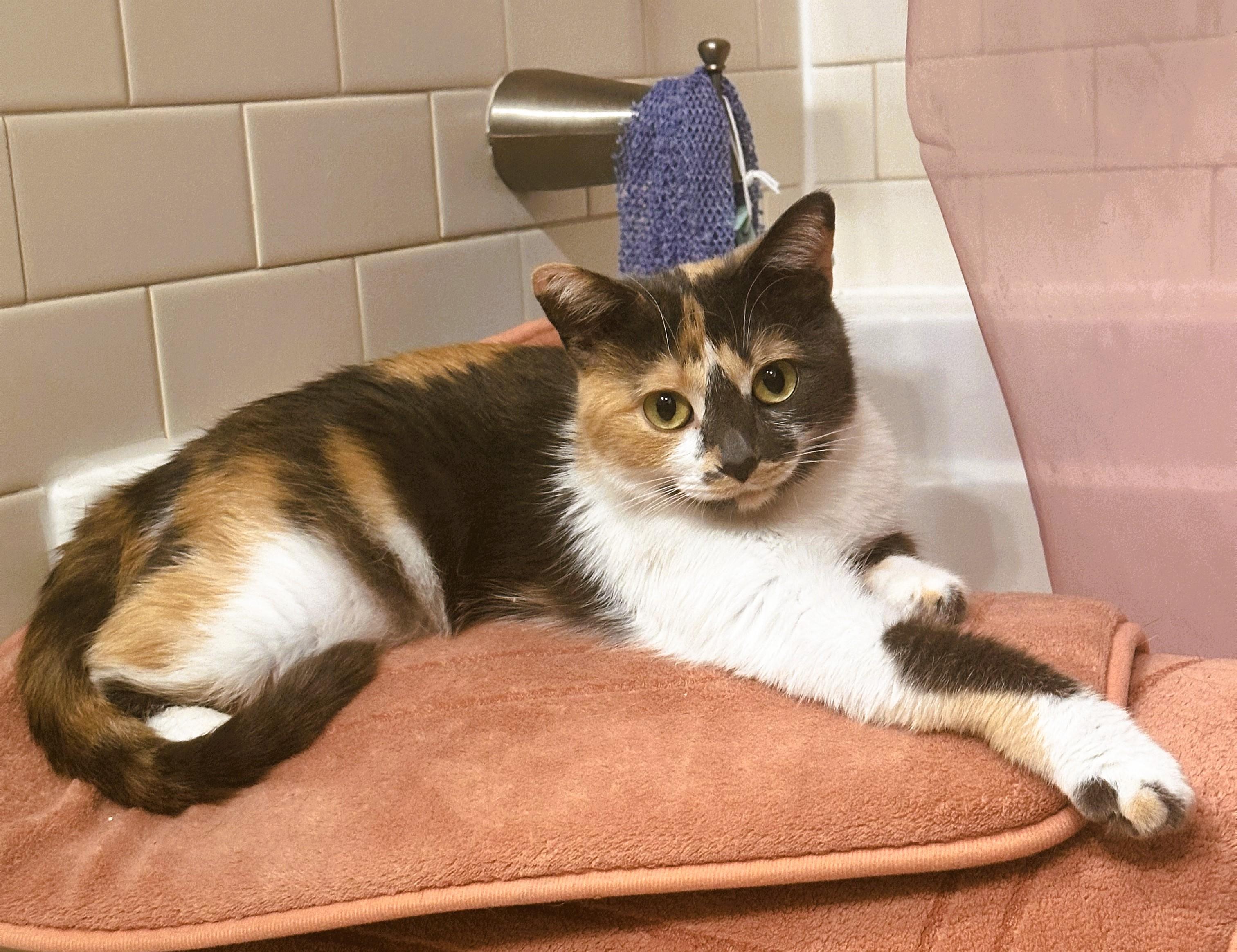 Enlarge Colleen, a Adopted Domestic Short Hair in Nolensville, TN image 5/6