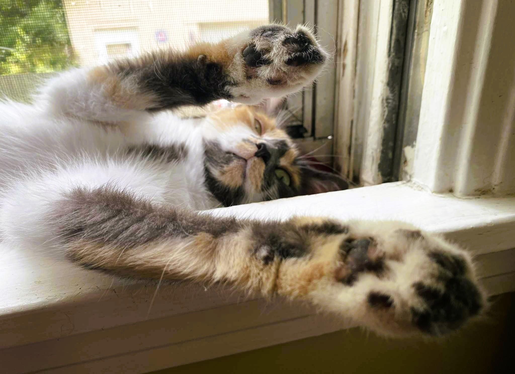 Enlarge Colleen, a Adopted Domestic Short Hair in Nolensville, TN image 6/6