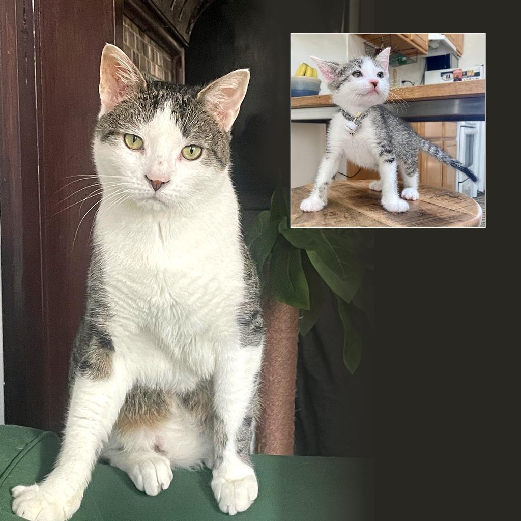 Enlarge Sparky (meet me in foster care!), a Adoptable mixed breed in Brooklyn, NY image 1/4