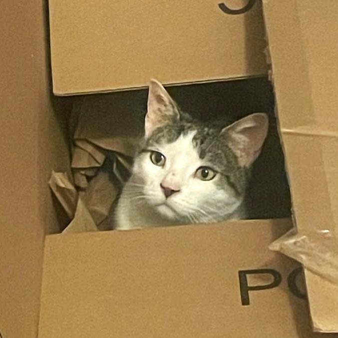 Enlarge Sparky (meet me in foster care!), a Adoptable mixed breed in Brooklyn, NY image 1/4