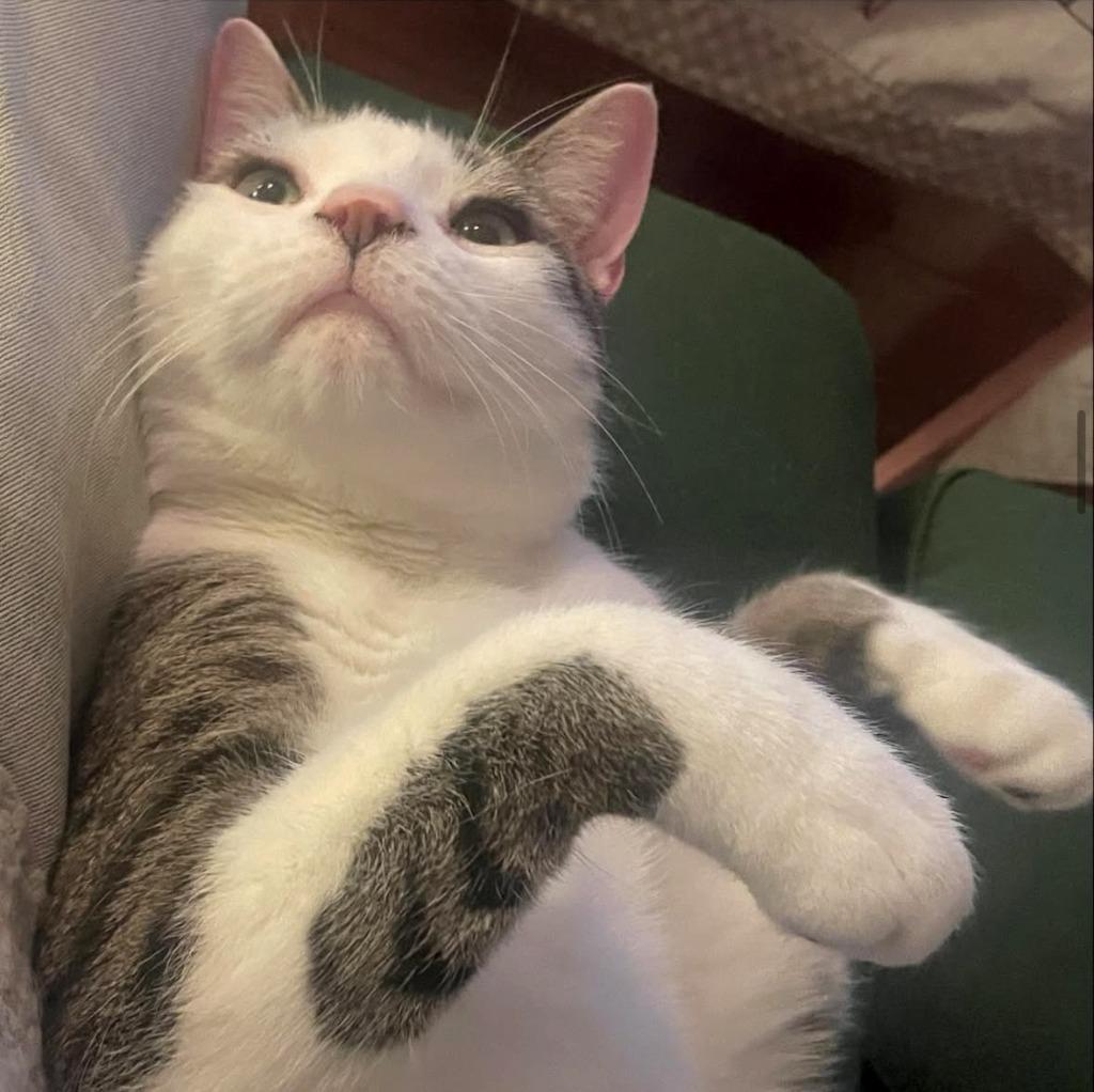 Enlarge Sparky (meet me in foster care!), a Adoptable mixed breed in Brooklyn, NY image 2/4