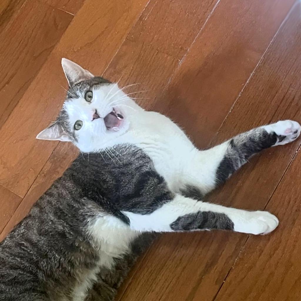 Enlarge Sparky (meet me in foster care!), a Adoptable mixed breed in Brooklyn, NY image 3/4