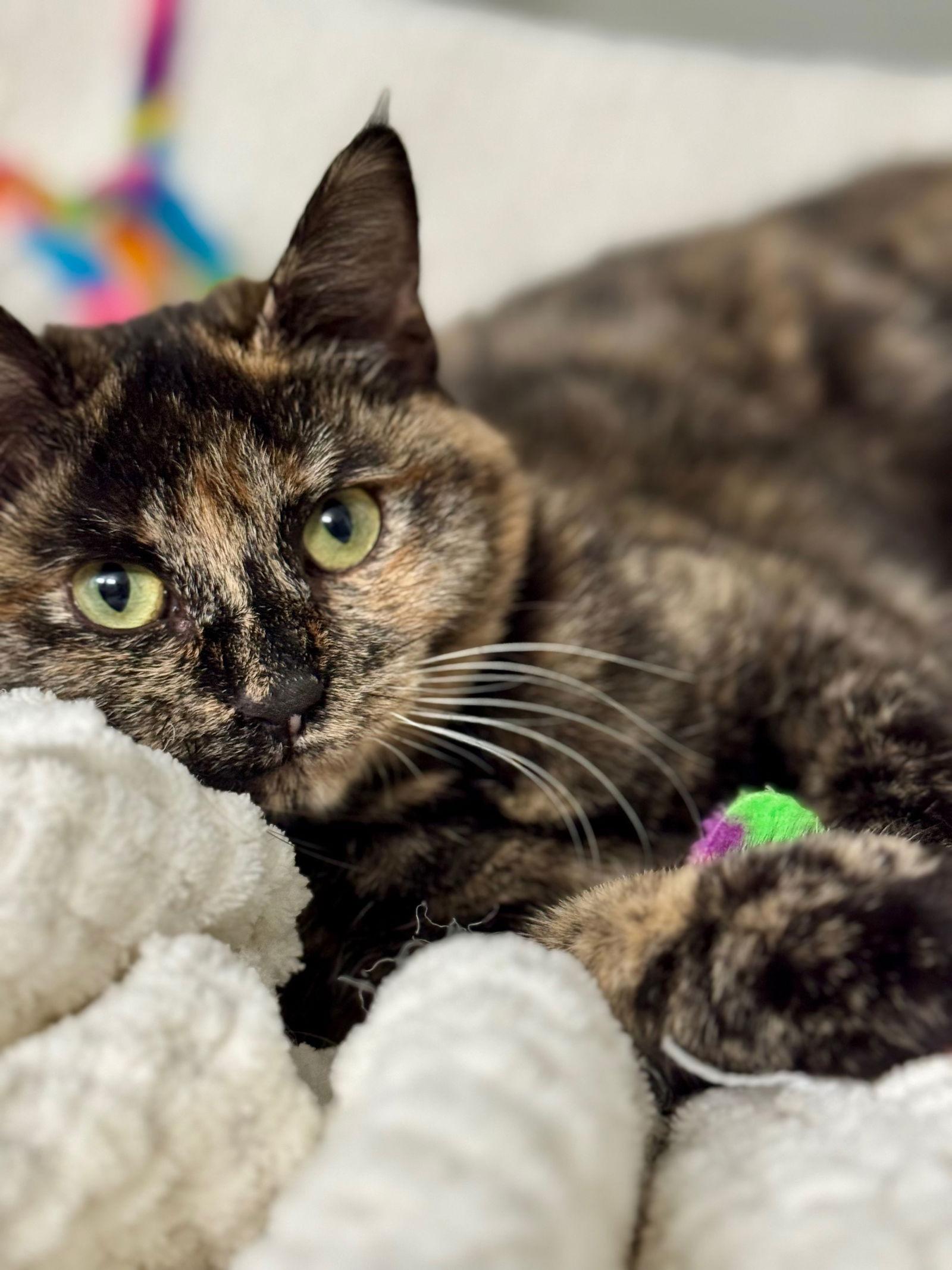 Goldie, Adopted, Young Female Tortoiseshell.