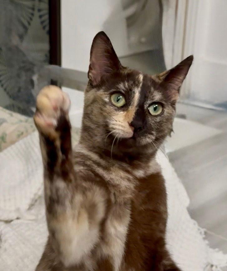 Enlarge Goldie, a Adopted Tortoiseshell in Walnut Creek, CA image 2/3